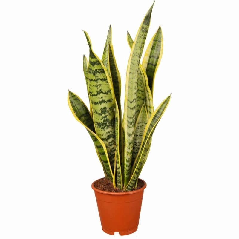 Noeud de chanvre Plantes dans la chambre à coucher en chanvre