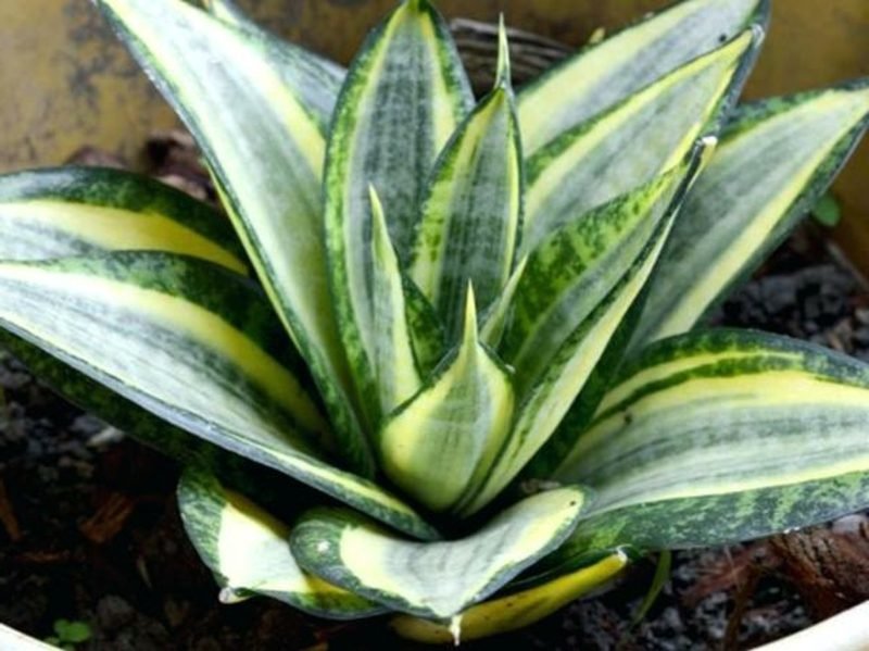 Le chanvre arc est tout simplement parfait comme plante de chambre Des plantes dans la chambre