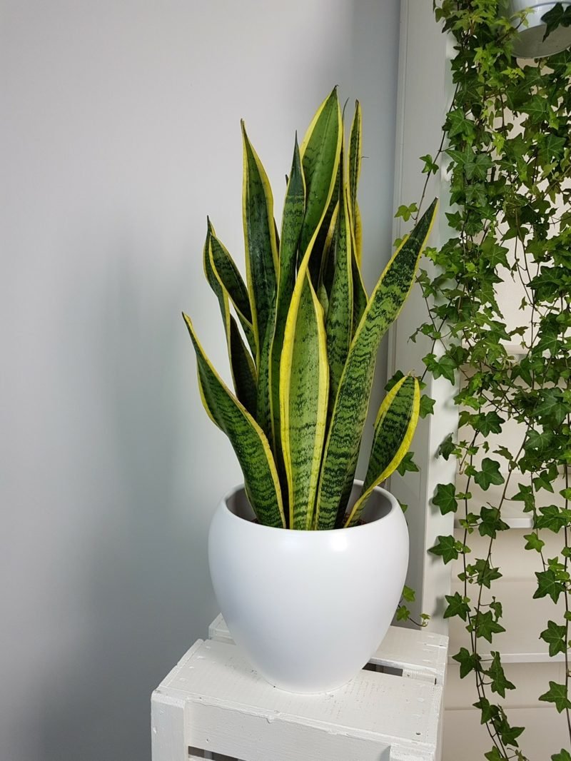 Le chanvre arc aide contre les maux de tête et l'hypertension artérielle Plantes dans le pot de fleur de chanvre de voûte de chambre à coucher