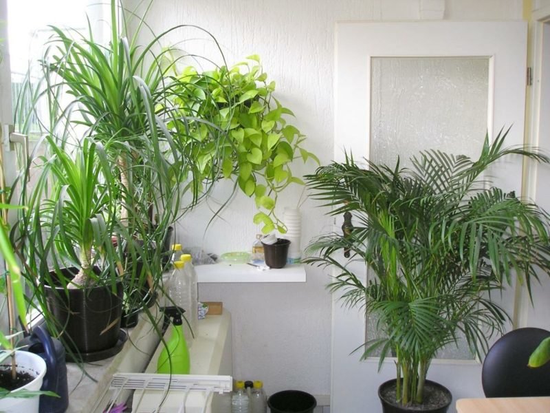 Plantes dans la chambre - avantages et inconvénients Conseils pour le choix des plantes dans la chambre