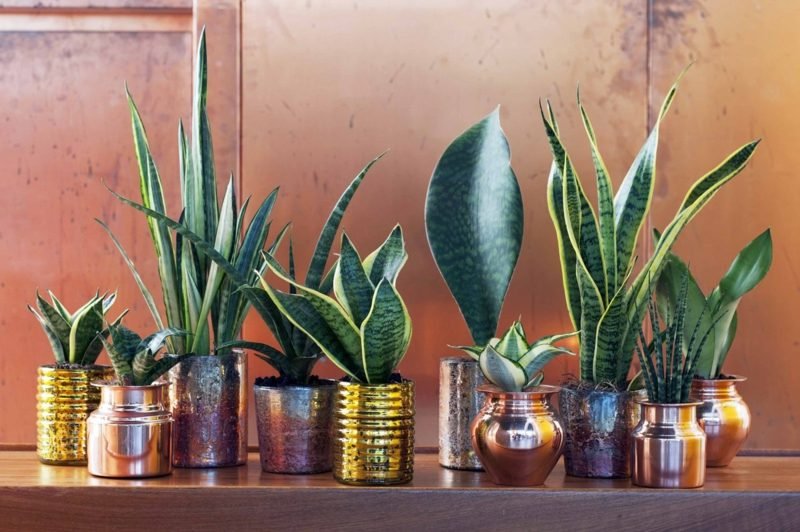 Grand arrangement de chanvre d'arc dans la chambre Plantes dans la chambre Différents types de chanvre arc