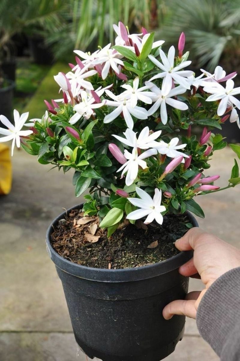 Plantes de chambre au jasmin rose Plantes dans le pot de fleur de jasmin rose de la chambre