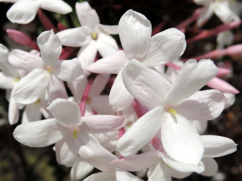 le jasmin rose a un effet relaxant Plantes de jasmin rose dans la chambre