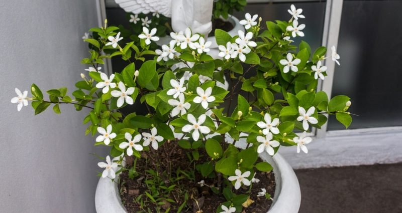 le jasmin rose peut vous aider à vous endormir Plantes dans la chambre effet relaxant jasmin rose