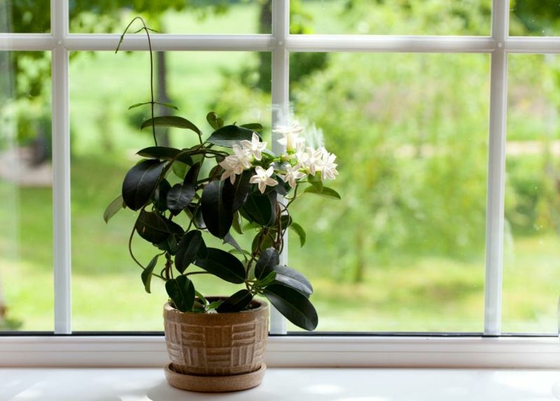 le jasmin rose est une plante qui aime le soleil Plantes dans la chambre du jasmin rose épris de soleil