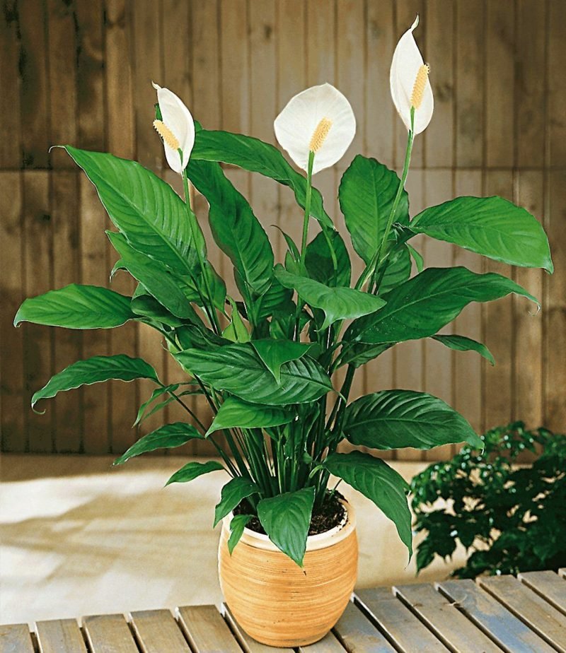Feuille simple comme plante de chambre Plantes dans la chambre à coucher à une feuille attrayante