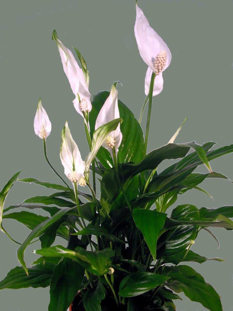 Une seule feuille filtre les polluants dans l'air Plantes dans la chambre simple feuille