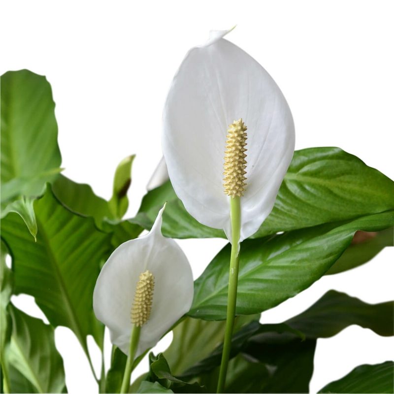 Drap simple pour une meilleure qualité de sommeil Plantes dans la chambre simple feuille meilleure qualité de sommeil