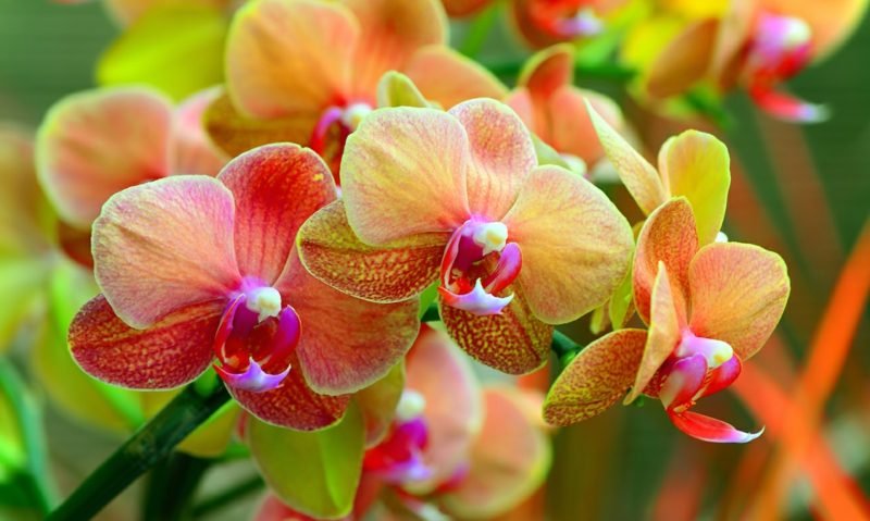 Les orchidées ont un parfum trop fort Planter dans la chambre des orchidées inappropriées