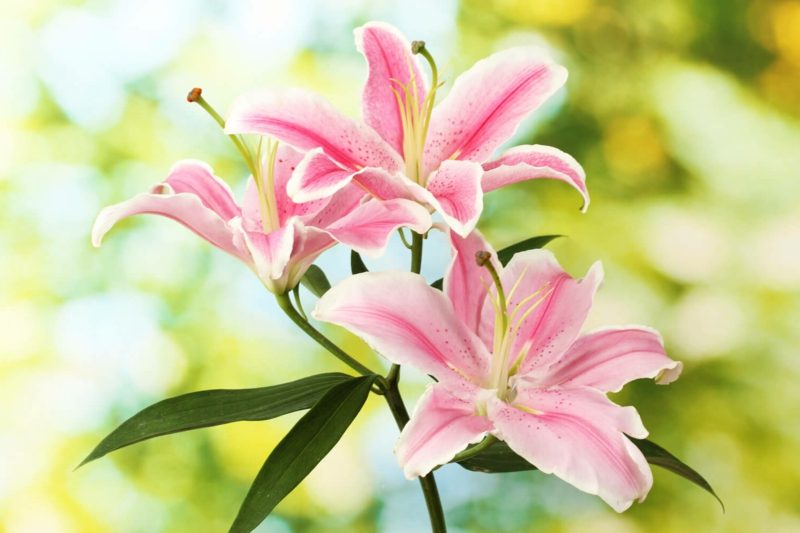 Les lys ne sont pas une bonne idée pour la chambre Planter des lys inappropriés dans la chambre
