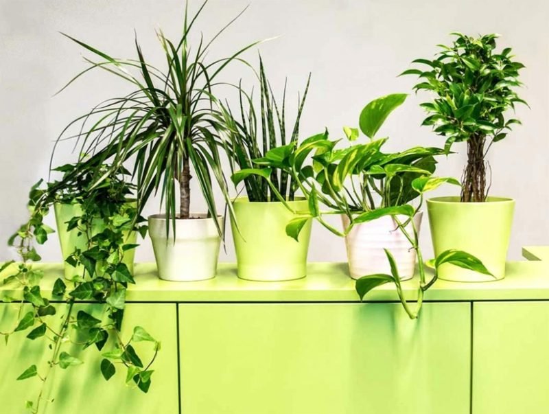 dans l'obscurité, les plantes vertes absorbent l'oxygène de l'air espèces de plantes assorties dans la chambre