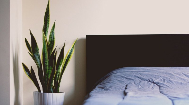 Plantes dans la chambre quels types d'idées et d'inspirations