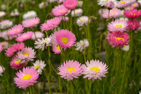 mille bei fiori diversi tipi bei colori