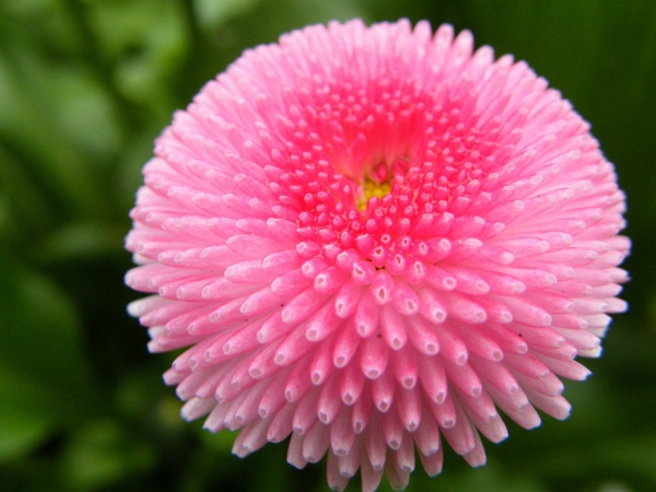 mille bel fiore insolito fiore tubolare sferico