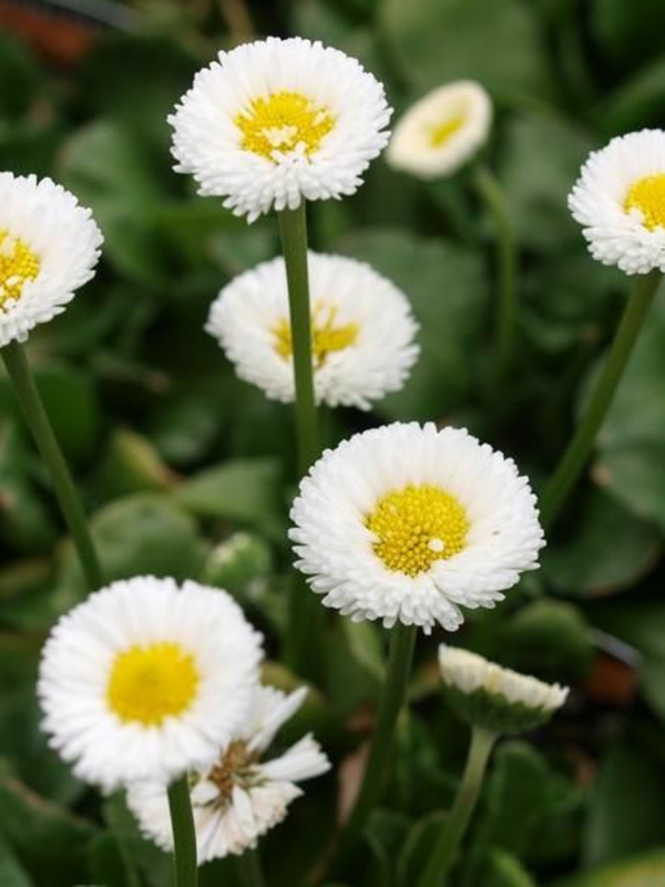 mille bellissimi esemplari di fiori bianchi freschissime idee per il giardino