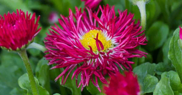 mille bellissime margherite dai fiori varietà ibride