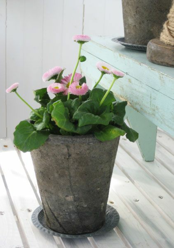 mille belle idee decorative fresche per piante in vaso di fiori