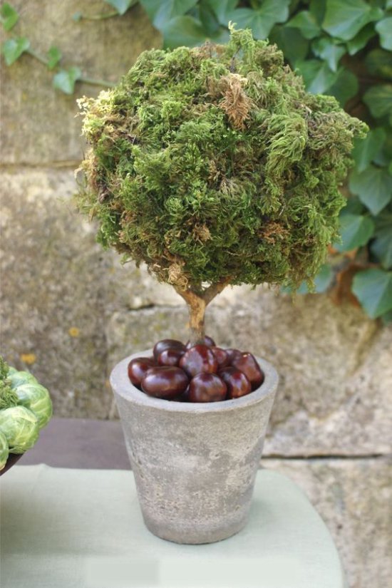 Levende vormsnoei met kastanjes in een pot