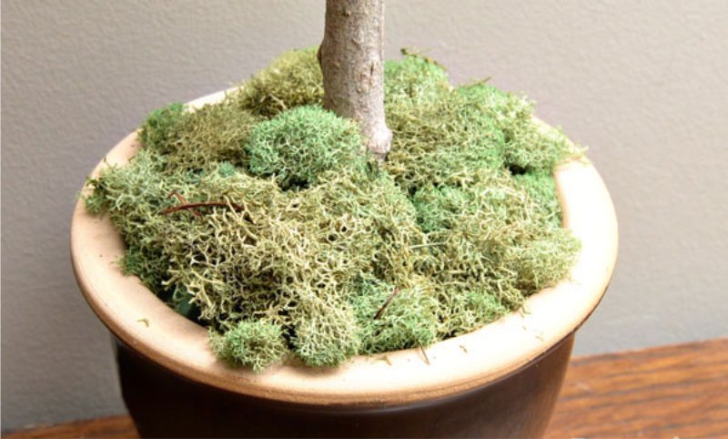 Pot decoratie