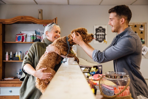 Kutya felelősség és tippek a szállodában való tartózkodáshoz Nyaralás kutyával Információ a kutya felelősségbiztosításáról és egyéb fontos tippek hund pudel hotel