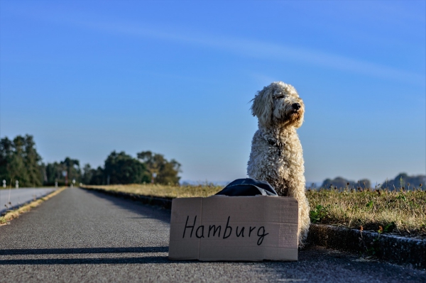 Kutya felelősségbiztosítás és tippek egy kellemes utazáshoz Bellóval Nyaralás kutyával Kutya felelősség és egyéb fontos tippek Hund stoppolással elveszett hamburg