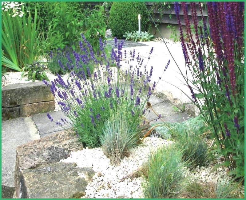 Espèce végétale lavande de cour avant Lavande de plantes de conception de jardin avant