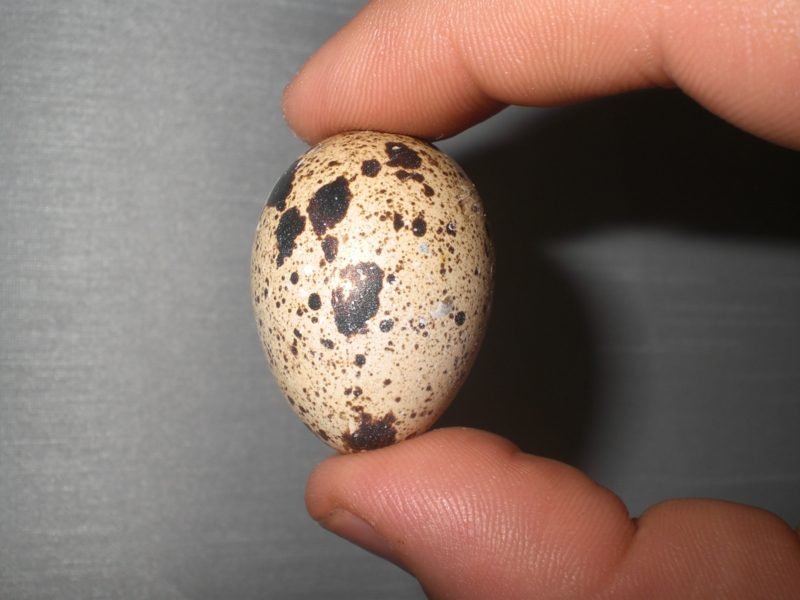 Főzés ideje fürjtojás finom egészséges