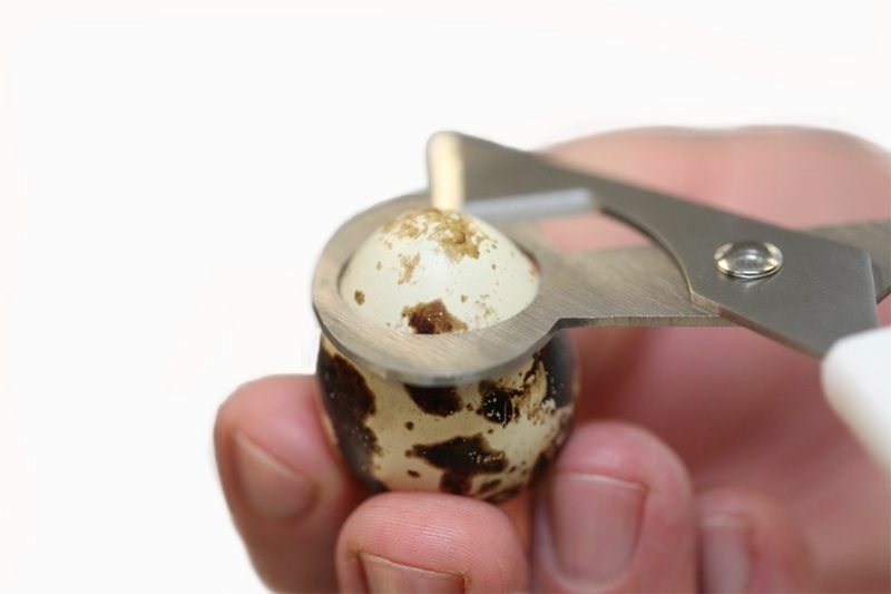 Fürjtojás lefejezésével kapcsolatos utasítások