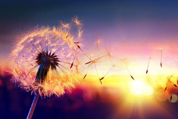 Priroda za razvoj sposobnosti samoiscjeljivanja Sun Cvijeće Energetski centri Samoizlječivi