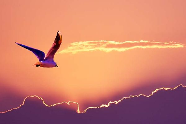 Leteća ptica kao simbol samoizlječenja Samoizlječenje - razne poznate metode