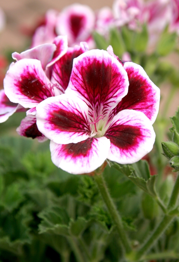 Cura dei gerani sono anche chiamati pelargoni i gerani si prendono cura di bellissimi fiori estivi idee di design da giardino
