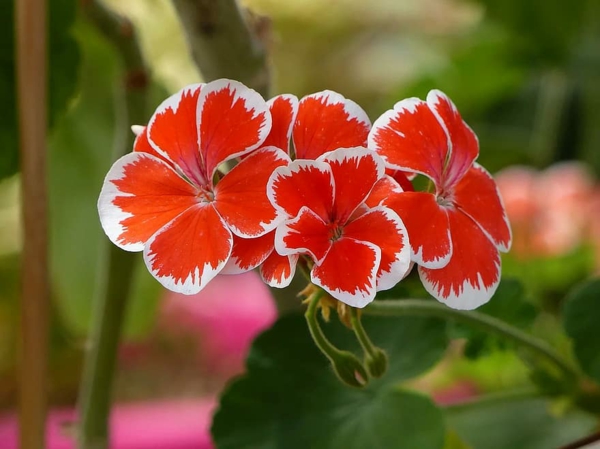 Gerani Cura fiori dai colori accesi per il balcone e il giardino i gerani si prendono cura di bellissimi fiori estivi idee per la decorazione di freschezza