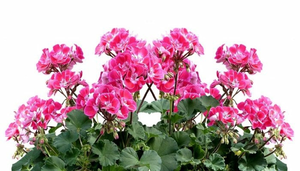 I gerani curano il giardino e decorano il davanzale in estate gerani cura fiore significato fiori da giardino fiori estivi