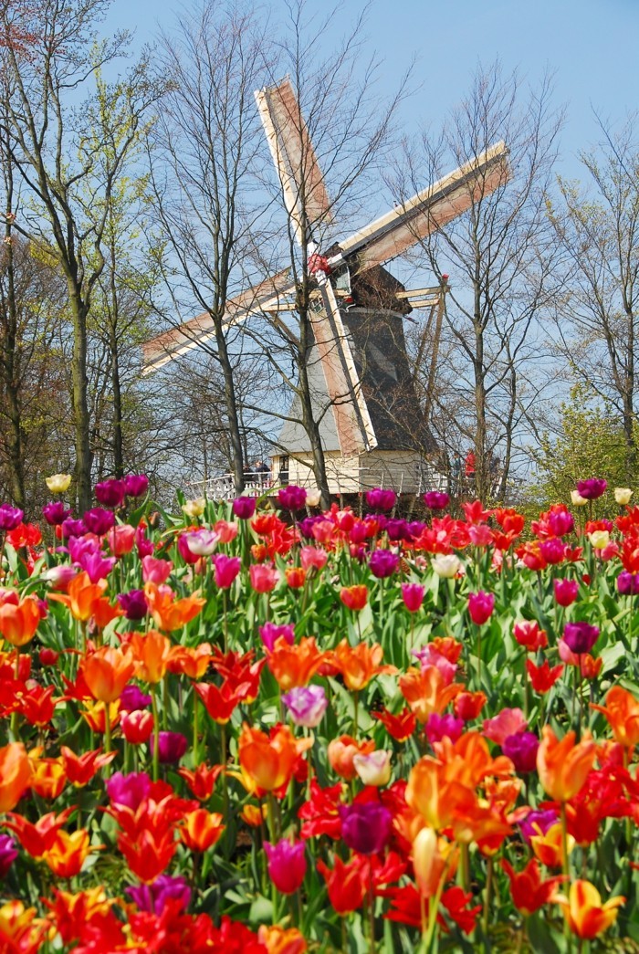 keukenhof u nizozemskoj keukenhof svjetsko putovanje planiranje odredišta putovanja