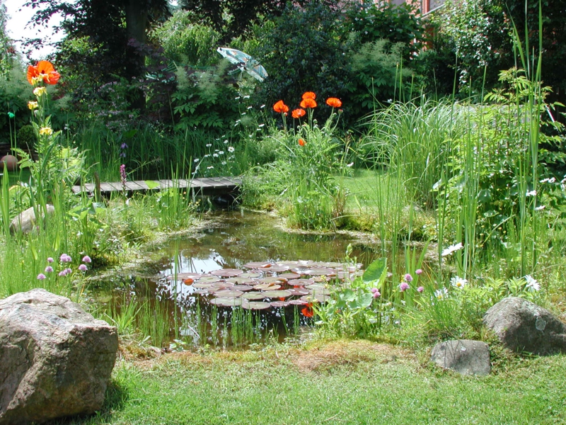 fleurs rouges à côté de l'étang du jardin