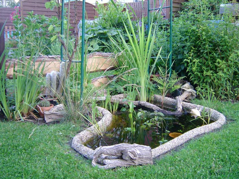 bois flotté à côté du petit étang de jardin