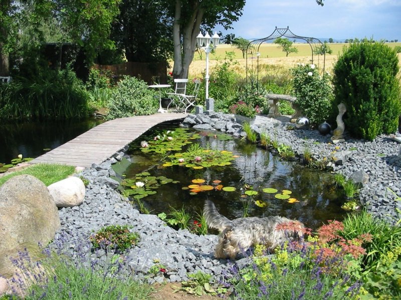 atmosphère plus fraîche à côté de l'étang du jardin