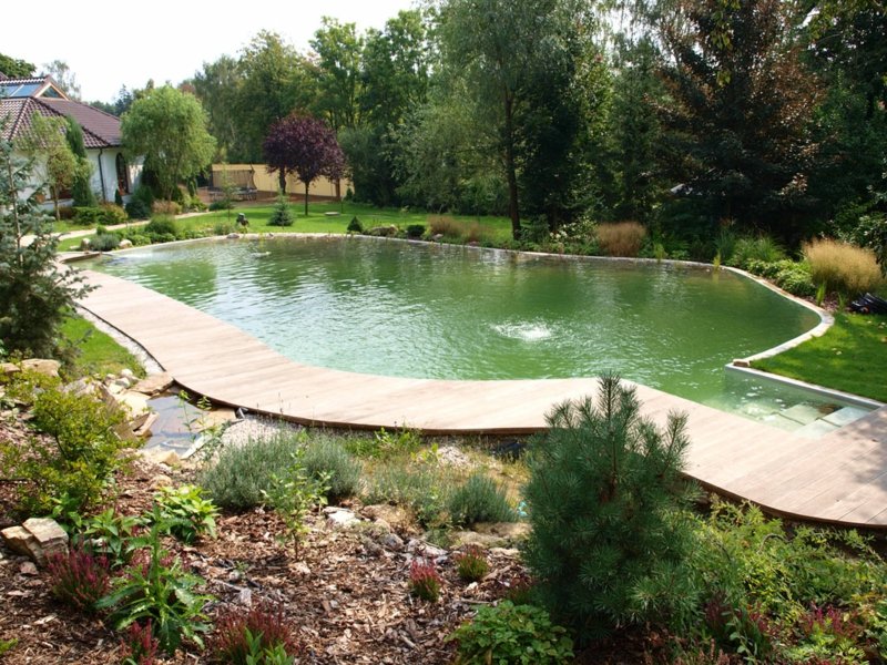 bassin de jardin aménagé avec une feuille