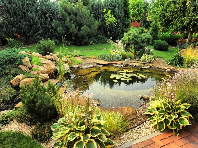 étang de jardin avec des fleurs exotiques à côté