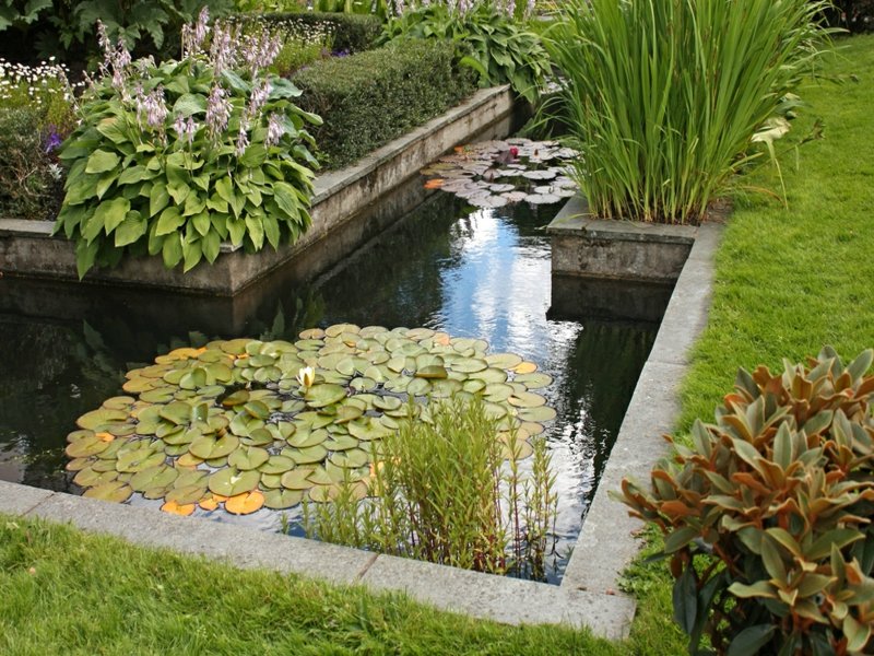 Lys dans un étang de jardin angulaire