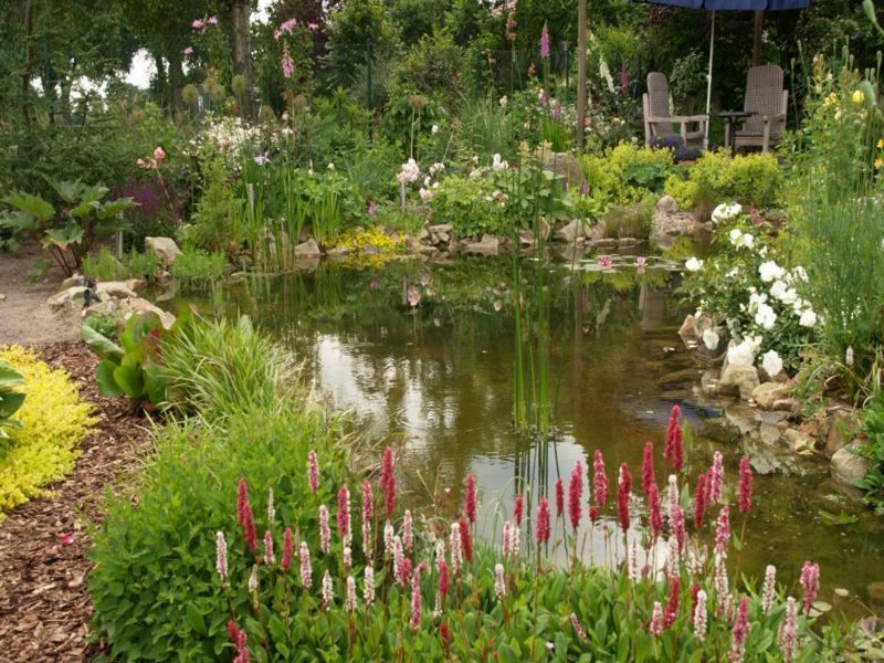 plantes roses à côté de l'étang du jardin