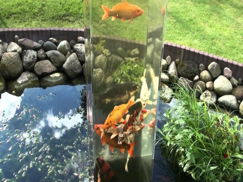poisson dans un aquarium dans l'étang du jardin