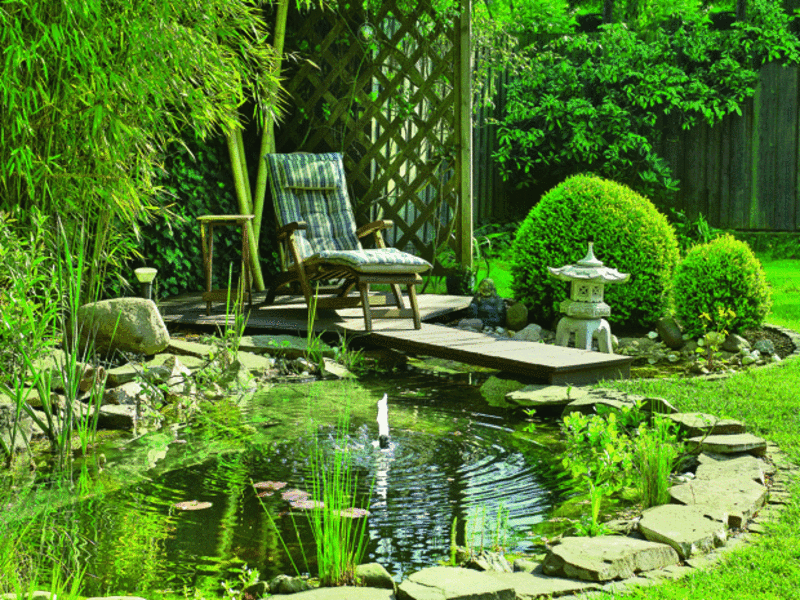 l'étang du jardin comme une oasis