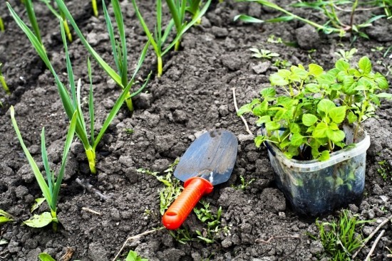 Növeljen egy féregdobozt, és élvezze a saját szerves trágya előnyeit. Egészséges fiatal növények nőnek fel